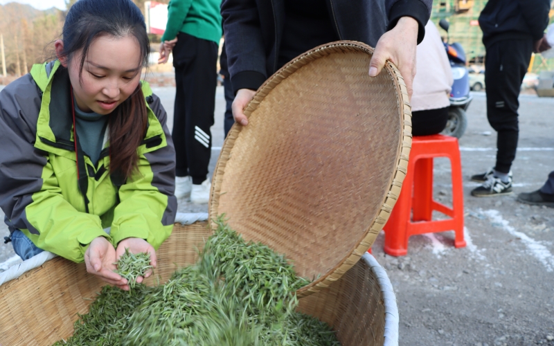 一片茶叶的振兴之路(图2)