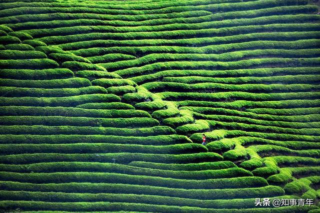 中国十大名茶排行榜：西湖龙井实至名归四川仅蒙顶甘露一次入围(图6)