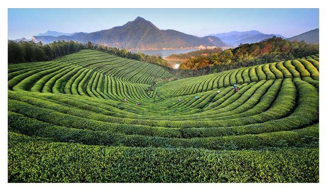 想要寻味沪上茶香？正在举办的“百年海派茶文化展”不容错过