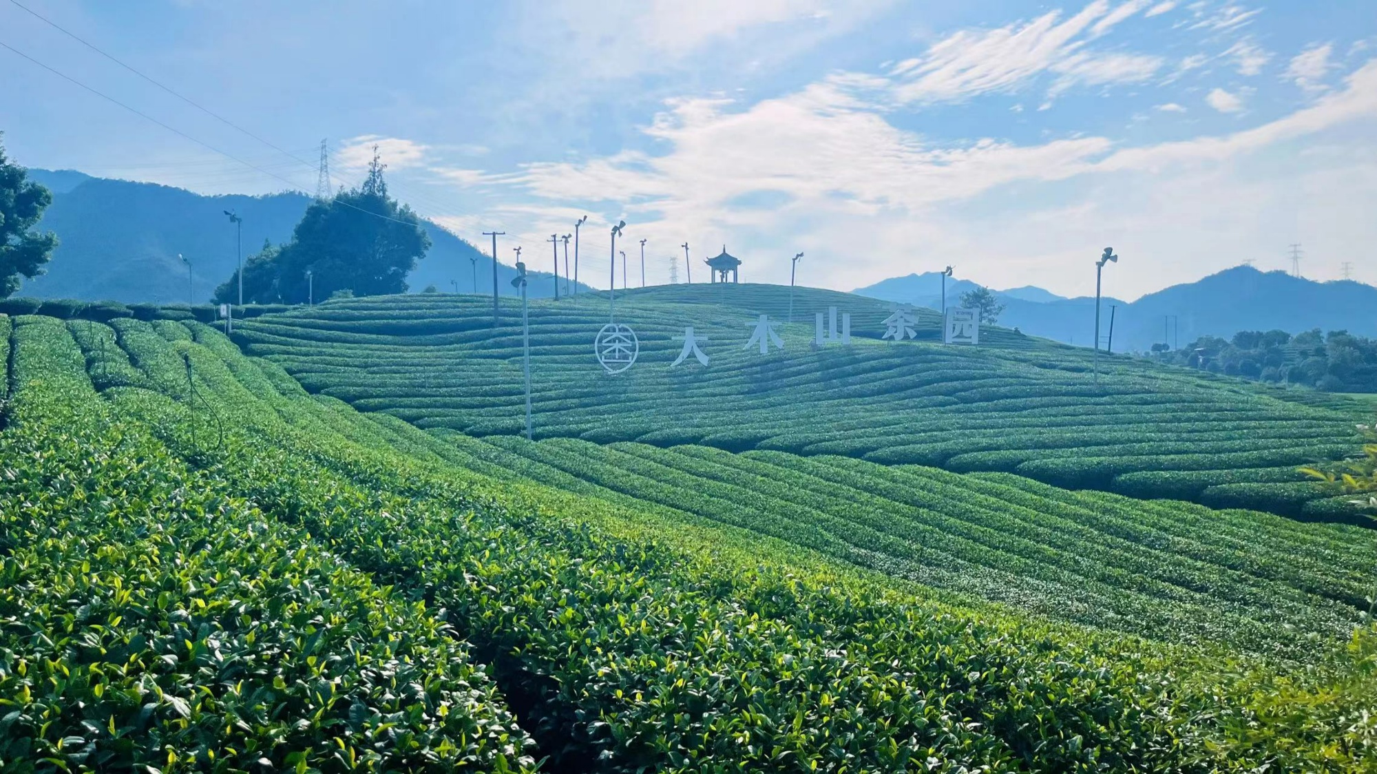 茶叶的营养价值及营养成分_功效与作用_美食天下_美食天下