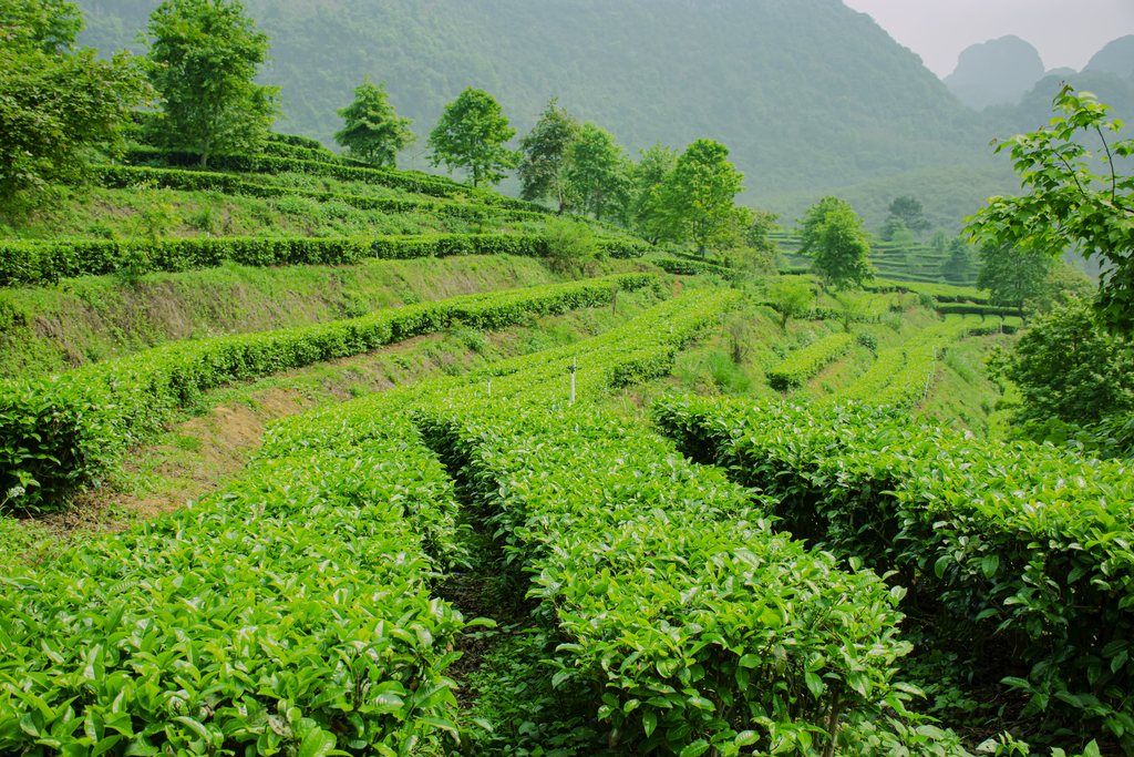 南涧县：做优茶文旅茶山变金山