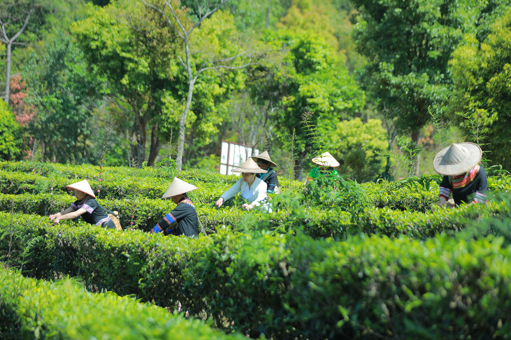 广东省中山市深入推进茶叶过度包装专项治理