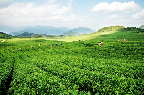 安顺：片片茶叶绘出多彩图景