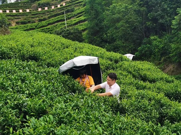 【茶知识】饮茶文化_饮茶健康_泡茶工具_喝茶必知