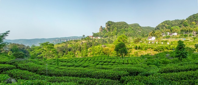 中国的十大茶叶排行榜