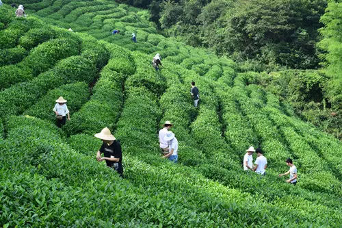 厦门持续开展茶叶过度包装治理