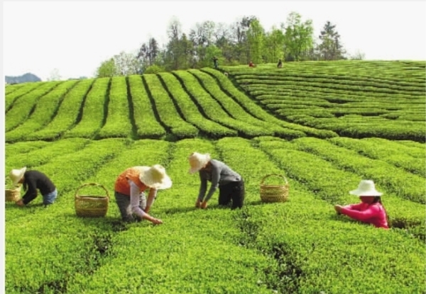 六大茶类哪种茶最健康？