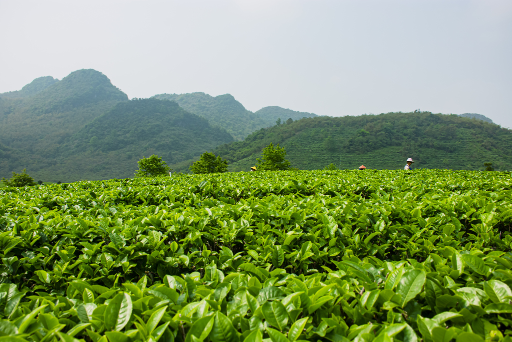 【中国知识产权报】保靖黄金茶富了“湘”村