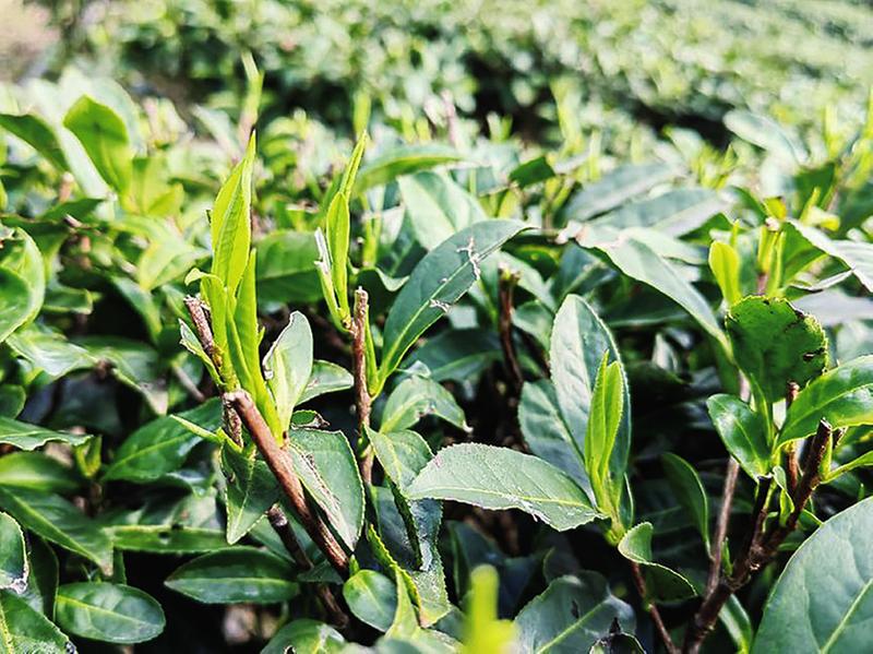 绿茶白茶黄茶红茶乌龙茶黑茶……傻傻分不清？一文了解→