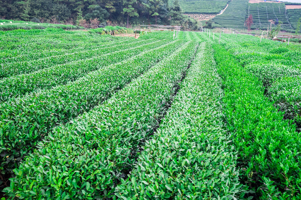 越来越多年轻人爱上饮茶