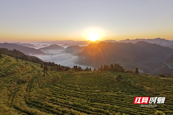 新春走基层·小镇青年丨龙玲芝：茶山掌门人 让“一片叶子”获得重生(图1)