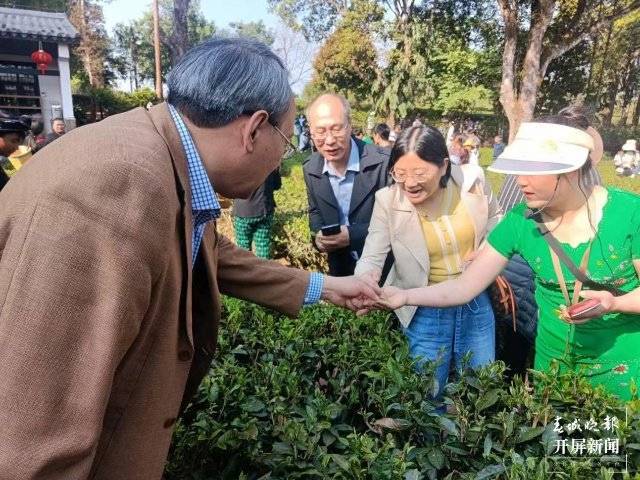 普洱思茅区万亩春茶开采(图2)