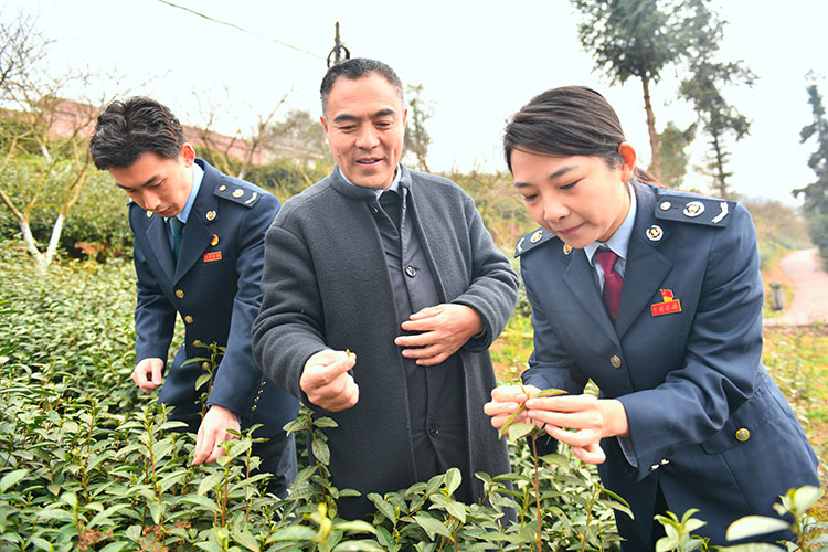 四川税务：持续加大优服务力度 助力川茶香飘万里(图1)