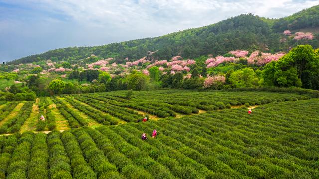 “平价茶”陆续涌入茶市渐回暖5月中旬普通春茶将大批量上市