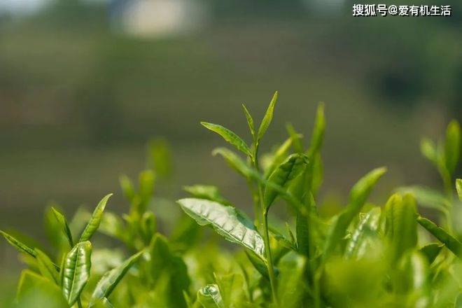 谷雨茶是什么茶谷雨为什么要喝茶？(图3)