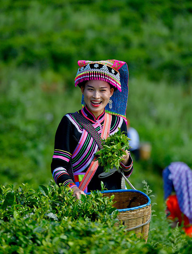 云南临沧凤庆红茶节启幕(图2)