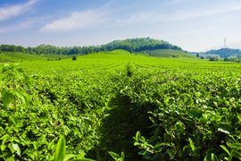 聚焦“三茶”向“新”发力——武夷山市政协委员建言献策茶产业新质生产力发展