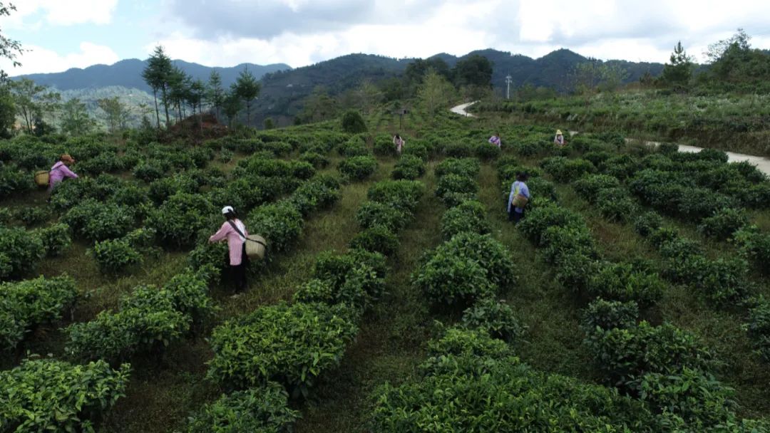 以茶为媒以茶会友