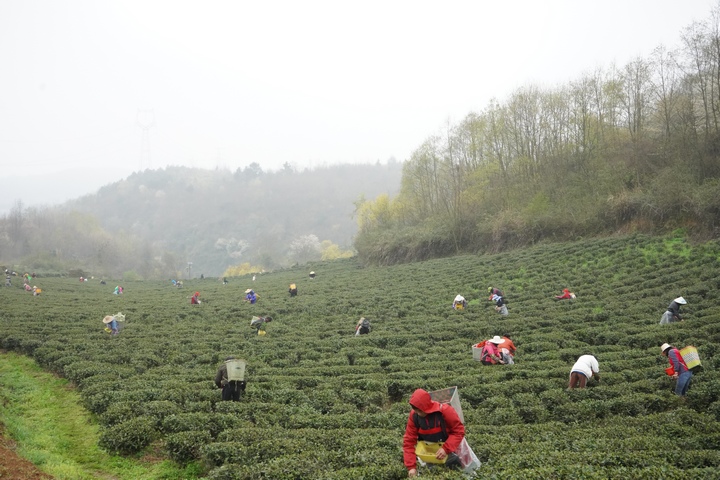 结下与中国的“茶之缘”