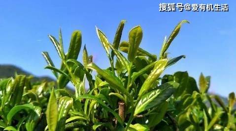 春茶是什么茶春茶为什么清明节前更好喝？(图2)