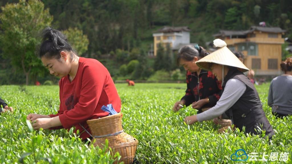 春日观“茶”室——利川红出圈记(图2)