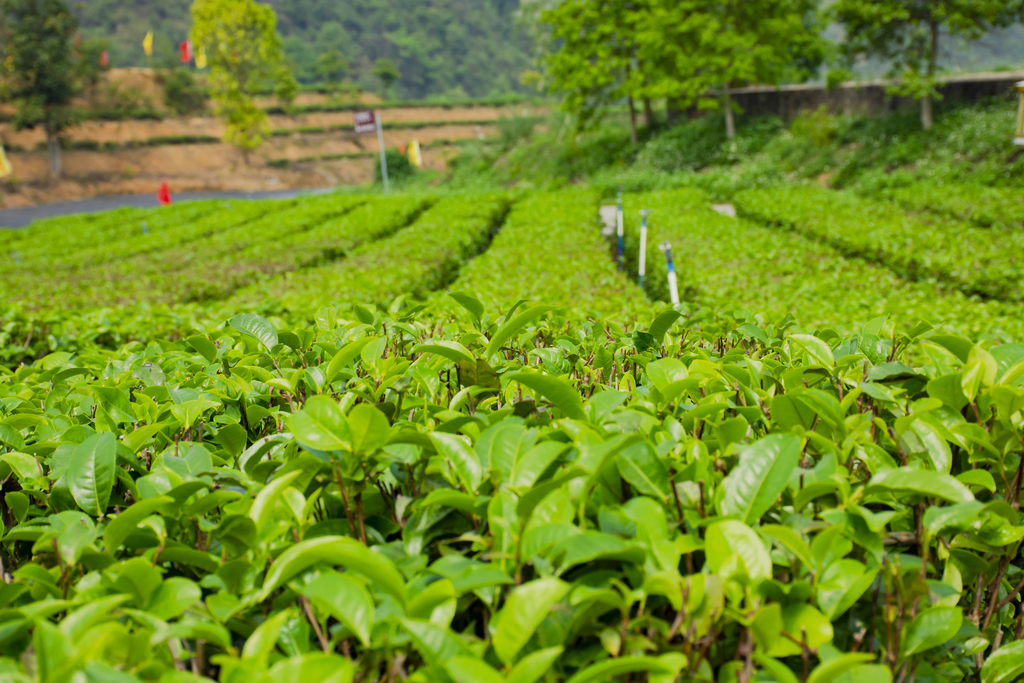 茶说茶叶的故乡